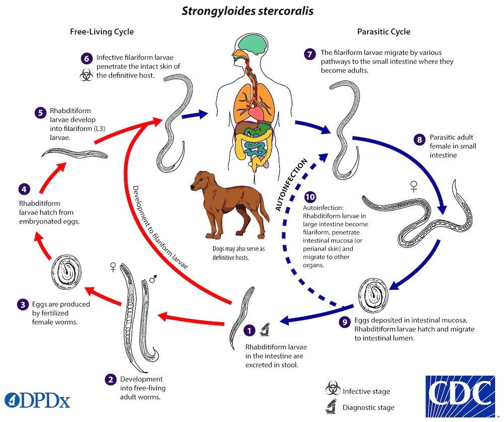 Figure 1. Life cycle of Strongyloides stercoralis