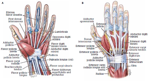 Tendons and Muscles
